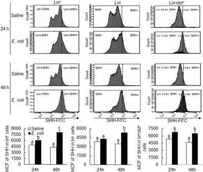 Sonic Hedgehog Signaling Regulates Hematopoietic Stem/Progenitor Cell Activation during the Granulopoietic Response to Systemic Bacterial Infection